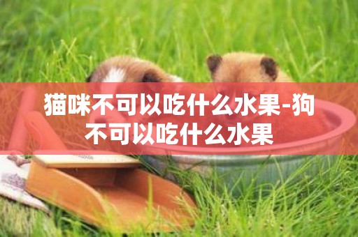 貓咪不可以吃什么水果-狗不可以吃什么水果