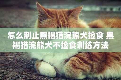 怎么制止黑褐獵浣熊犬撿食 黑褐獵浣熊犬不撿食訓練方法