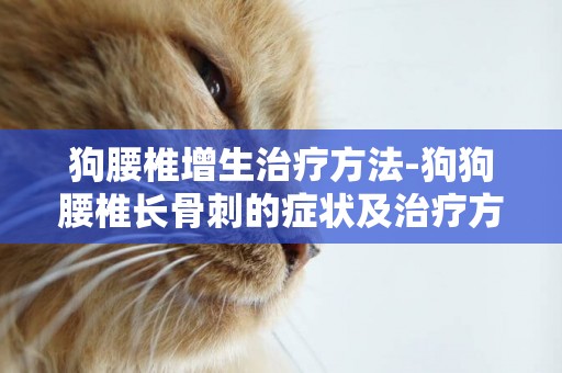 狗腰椎增生治療方法-狗狗腰椎長骨刺的癥狀及治療方法