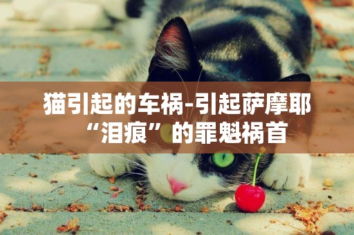 貓引起的車禍-引起薩摩耶“淚痕”的罪魁禍首