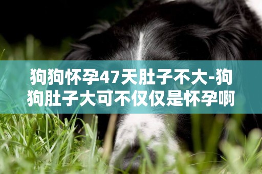 狗狗懷孕47天肚子不大-狗狗肚子大可不僅僅是懷孕啊