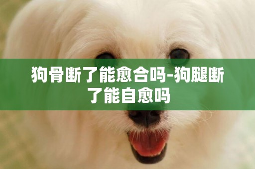 狗骨斷了能愈合嗎-狗腿斷了能自愈嗎