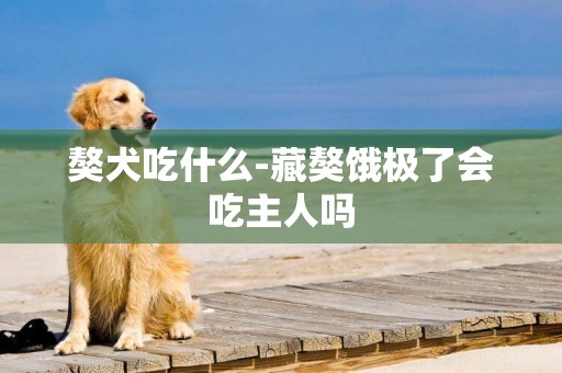獒犬吃什么-藏獒餓極了會吃主人嗎
