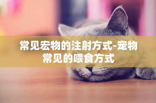 常見宏物的注射方式-寵物常見的喂食方式