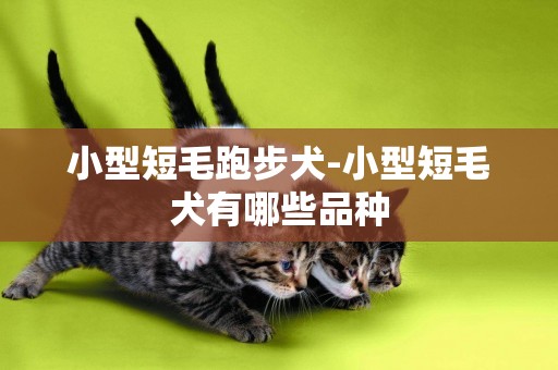 小型短毛跑步犬-小型短毛犬有哪些品種