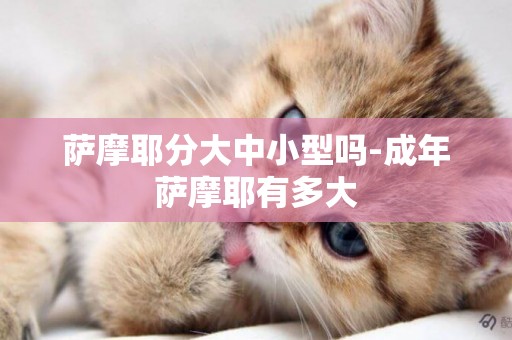 薩摩耶分大中小型嗎-成年薩摩耶有多大