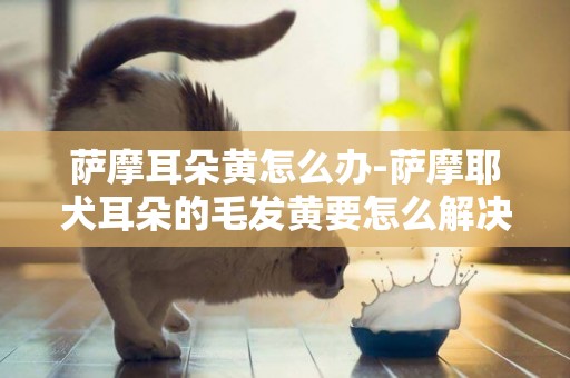薩摩耳朵黃怎么辦-薩摩耶犬耳朵的毛發黃要怎么解決呢