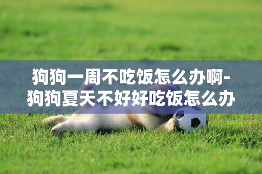 狗狗一周不吃飯怎么辦啊-狗狗夏天不好好吃飯怎么辦
