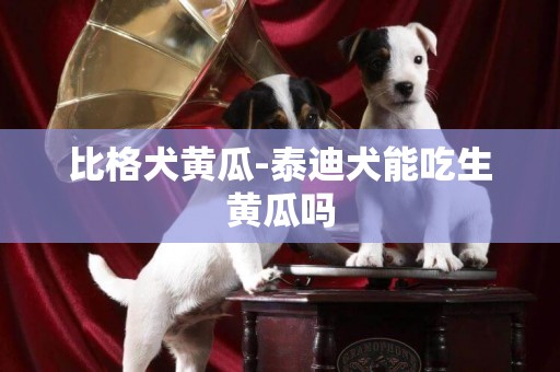 比格犬黃瓜-泰迪犬能吃生黃瓜嗎
