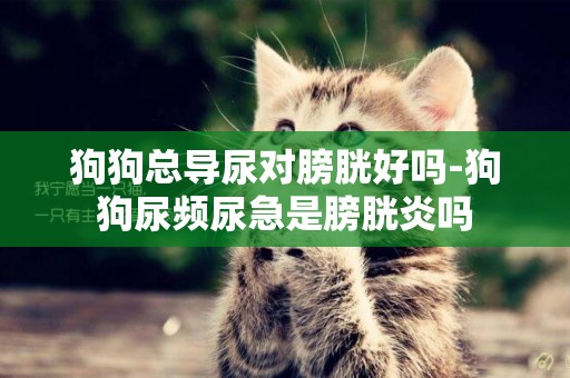 狗狗總導尿對膀胱好嗎-狗狗尿頻尿急是膀胱炎嗎