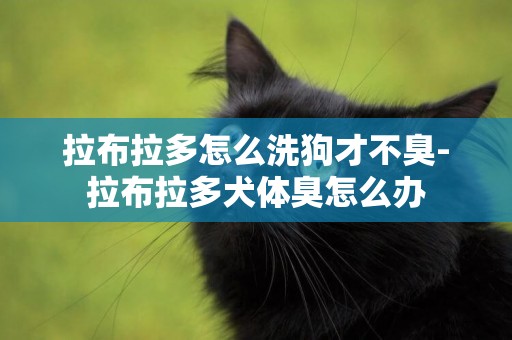 拉布拉多怎么洗狗才不臭-拉布拉多犬體臭怎么辦