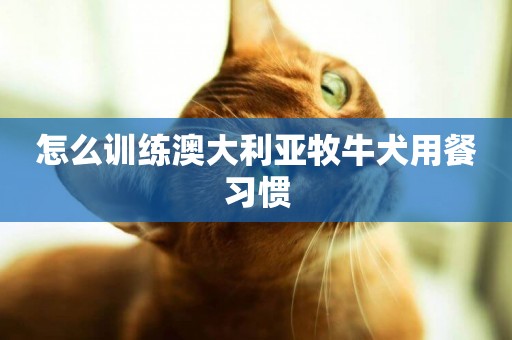 怎么訓練澳大利亞牧牛犬用餐習慣
