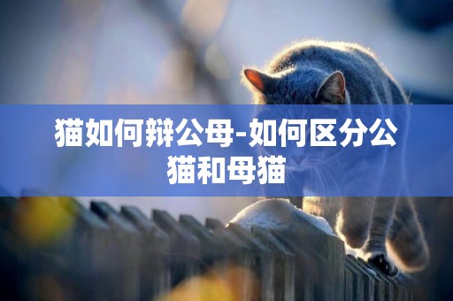 貓如何辯公母-如何區分公貓和母貓