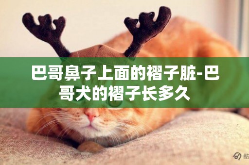 巴哥鼻子上面的褶子臟-巴哥犬的褶子長多久
