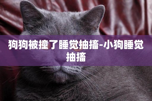 狗狗被撞了睡覺抽搐-小狗睡覺抽搐