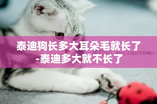 泰迪狗長多大耳朵毛就長了-泰迪多大就不長了
