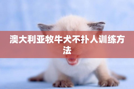 澳大利亞牧牛犬不撲人訓練方法