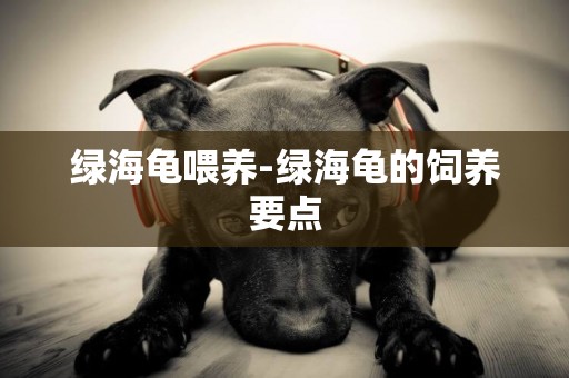 綠海龜喂養-綠海龜的飼養要點