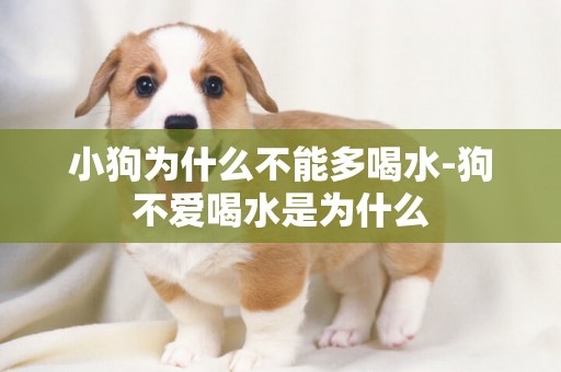 小狗為什么不能多喝水-狗不愛喝水是為什么
