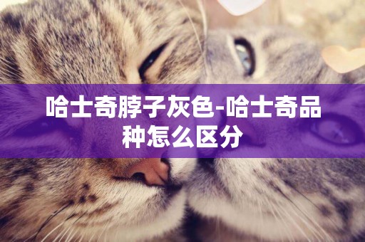 哈士奇脖子灰色-哈士奇品種怎么區分
