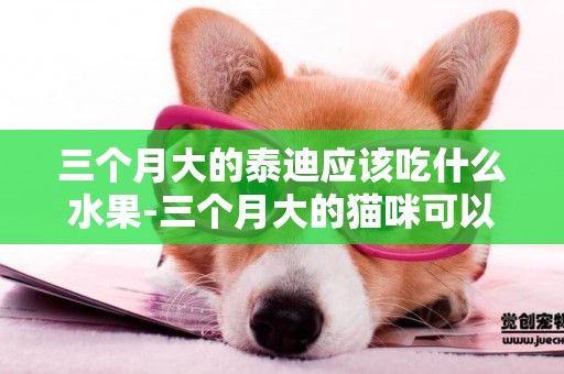 三個月大的泰迪應該吃什么水果-三個月大的貓咪可以吃什么水果
