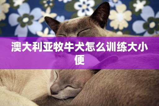 澳大利亞牧牛犬怎么訓練大小便