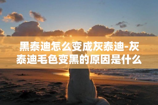 黑泰迪怎么變成灰泰迪-灰泰迪毛色變黑的原因是什么