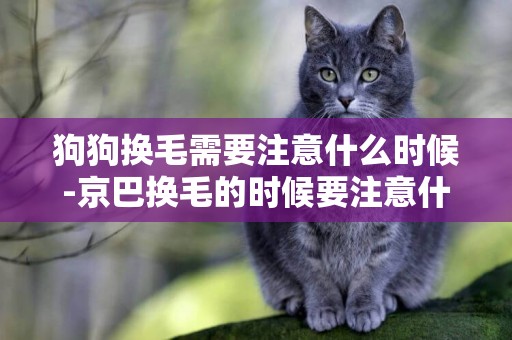 狗狗換毛需要注意什么時候-京巴換毛的時候要注意什么