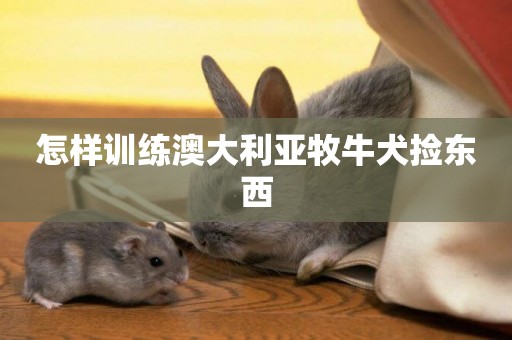 怎樣訓練澳大利亞牧牛犬撿東西