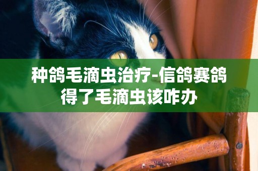 種鴿毛滴蟲治療-信鴿賽鴿得了毛滴蟲該咋辦