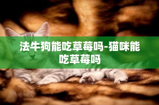 法牛狗能吃草莓嗎-貓咪能吃草莓嗎