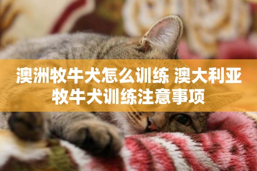 澳洲牧牛犬怎么訓練 澳大利亞牧牛犬訓練注意事項