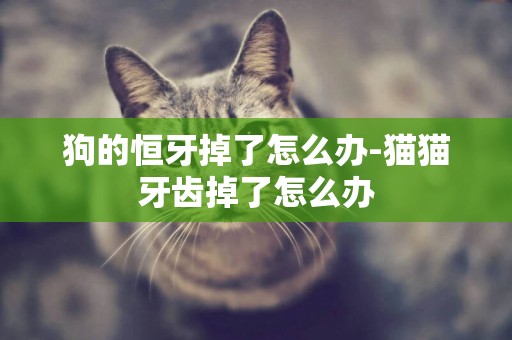 狗的恒牙掉了怎么辦-貓貓牙齒掉了怎么辦