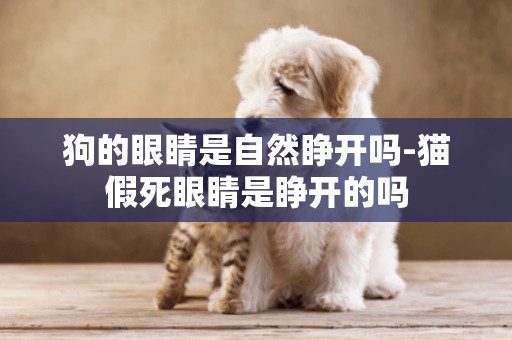 狗的眼睛是自然睜開嗎-貓假死眼睛是睜開的嗎