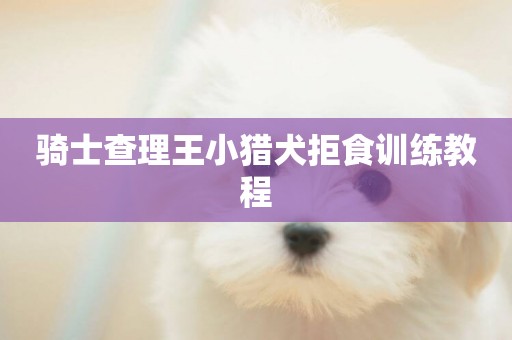 騎士查理王小獵犬拒食訓練教程