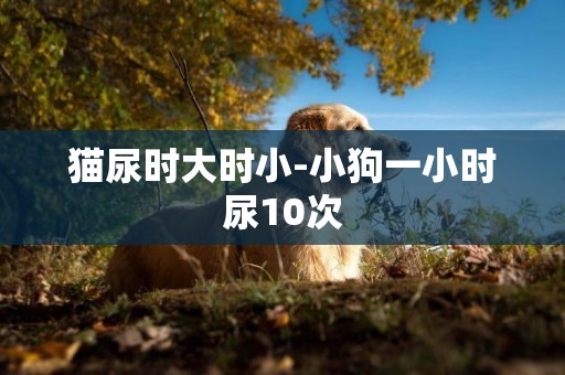 貓尿時大時小-小狗一小時尿10次