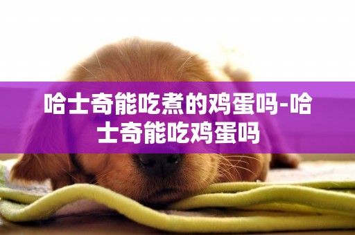 哈士奇能吃煮的雞蛋嗎-哈士奇能吃雞蛋嗎