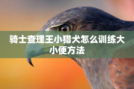 騎士查理王小獵犬怎么訓練大小便方法