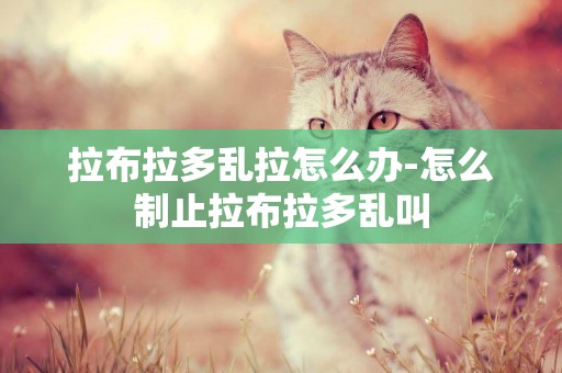 拉布拉多亂拉怎么辦-怎么制止拉布拉多亂叫