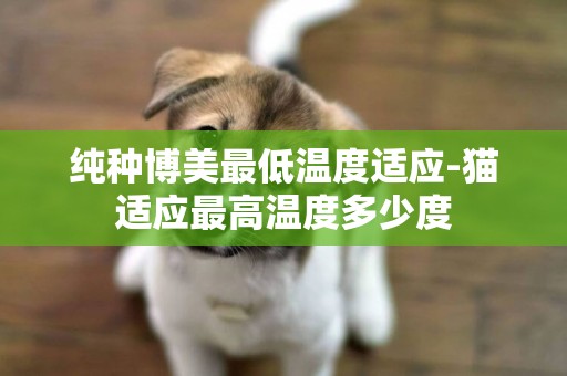 純種博美最低溫度適應-貓適應最高溫度多少度