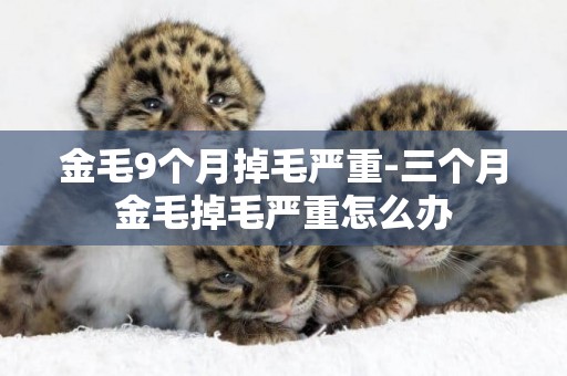 金毛9個月掉毛嚴重-三個月金毛掉毛嚴重怎么辦