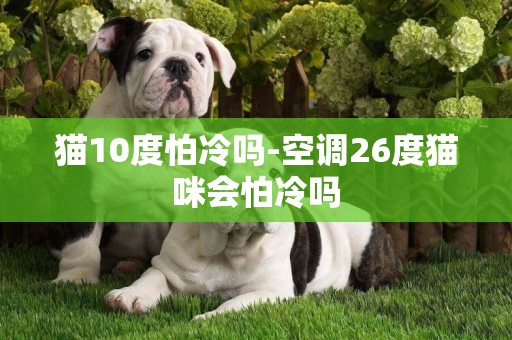 貓10度怕冷嗎-空調26度貓咪會怕冷嗎