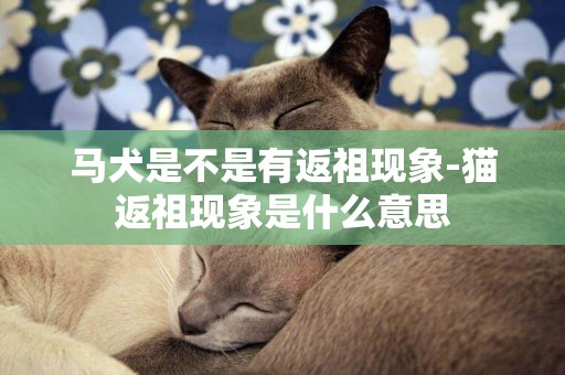 馬犬是不是有返祖現象-貓返祖現象是什么意思