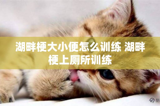 湖畔梗大小便怎么訓練 湖畔梗上廁所訓練