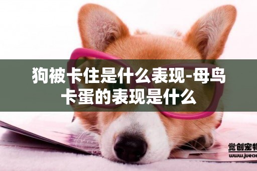 狗被卡住是什么表現-母鳥卡蛋的表現是什么