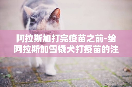 阿拉斯加打完疫苗之前-給阿拉斯加雪橇犬打疫苗的注意事項