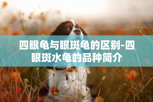 四眼龜與眼斑龜的區別-四眼斑水龜的品種簡介