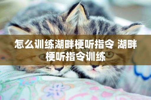 怎么訓練湖畔梗聽指令 湖畔梗聽指令訓練