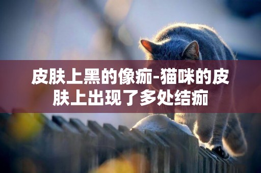 皮膚上黑的像痂-貓咪的皮膚上出現了多處結痂