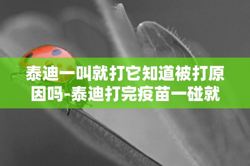 泰迪一叫就打它知道被打原因嗎-泰迪打完疫苗一碰就叫